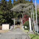 吉田八幡神社 三浦杉（県指定天然記念物）