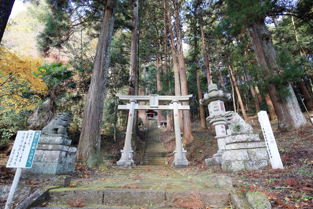 吉田八幡神社 三浦杉（県指定天然記念物）