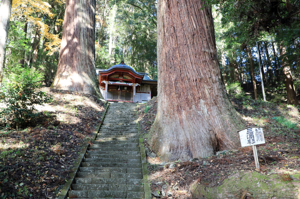 吉田八幡神社 三浦杉（県指定天然記念物）