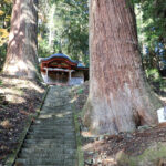 吉田八幡神社 三浦杉（県指定天然記念物）