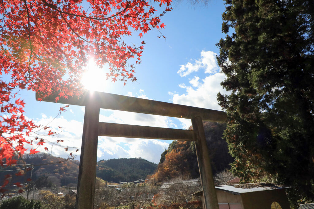 吉田八幡神社 三浦杉（県指定天然記念物）