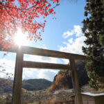 吉田八幡神社 三浦杉（県指定天然記念物）