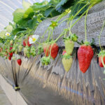 いちごボックス