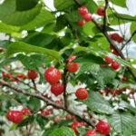 自然農法果樹園アイアイファーム