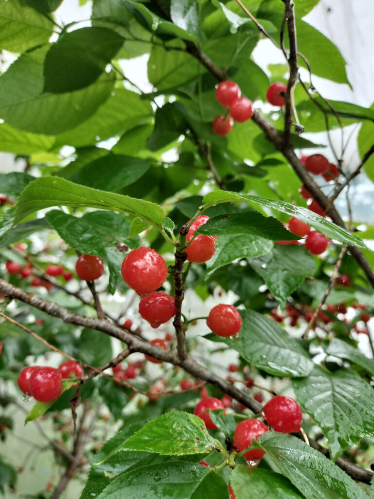 自然農法果樹園アイアイファーム