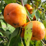 自然農法果樹園アイアイファーム