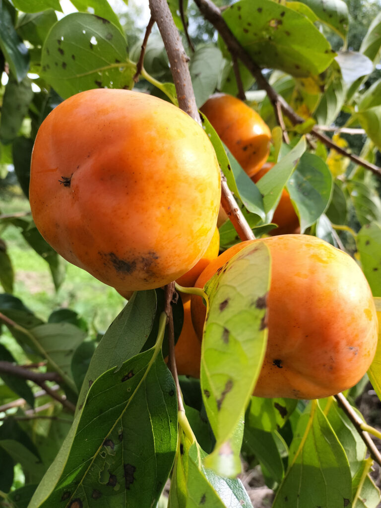 自然農法果樹園アイアイファーム