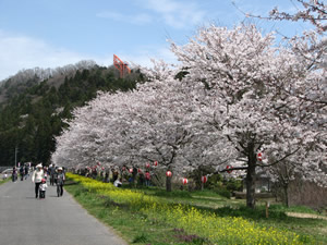 ひたち大宮辰ノ口さくら祭り