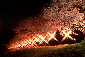 ひたち大宮辰ノ口さくら祭り