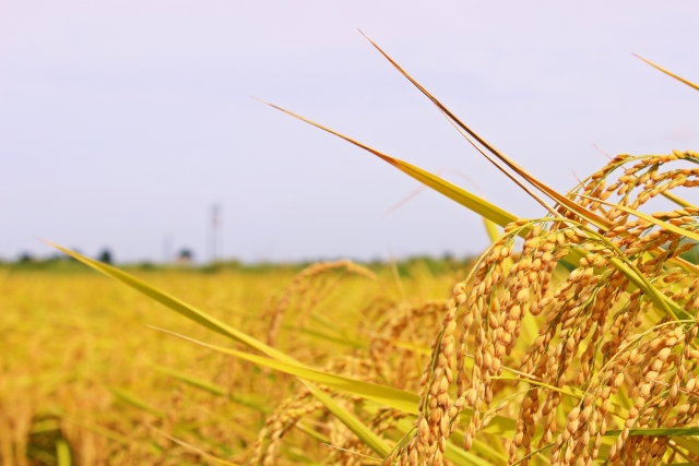 常陸大宮の秋まつり